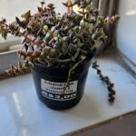 A small plant in a black pot sits on a window sill.