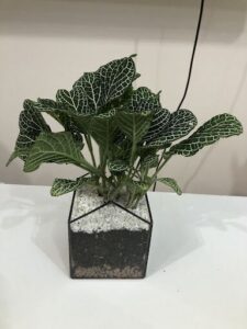 A small plant in a black vase with a white base.