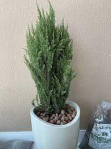 A small potted plant with green leaves and brown rocks.