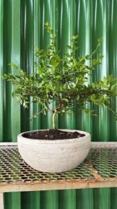 A small tree in a white pot.
