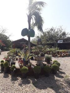 A statue of a man holding a guitar is surrounded by a variety of potted plants.