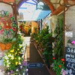 A sunny day at the nursery with a variety of flowers and plants.