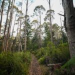 A trail through the woods with trees on both sides.