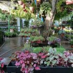 A tree filled with flowers and potted plants.