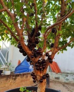A tree filled with green leaves and black fruit.