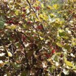 A tree filled with red berries and yellow leaves.