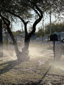 A tree is spraying water from its branches, creating a unique and refreshing scene.