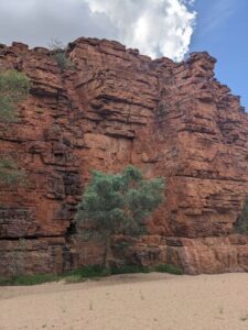 A tree stands alone in front of a massive rock wall, creating a sense of solitude and peacefulness.
