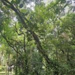 A tree with a large branch in the middle of the forest.