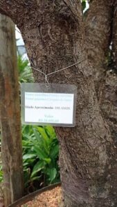 A tree with a sign on it that says "Nome científico: Phyllanthus urinaria".
