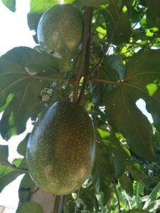 A tree with green leaves and two unripe bananas hanging from it.