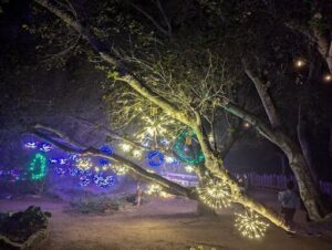 A tree with lights on it, creating a beautiful and festive atmosphere.