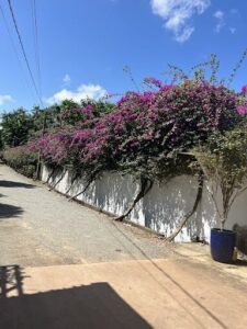 A tree with purple flowers is seen in the distance.