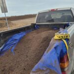 A truck bed is filled with dirt, and a caution tape is wrapped around the pile.