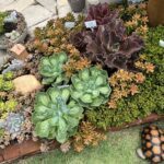 A turtle is sitting in front of a garden filled with various plants.