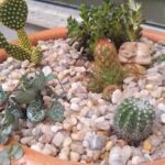 A variety of cacti are displayed in a pot, including a small cactus with a teddy bear on top.