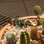 A variety of cacti are displayed in a pot, showcasing their unique shapes and textures.