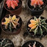 A variety of cacti are displayed in pots, showcasing their unique shapes and colors.