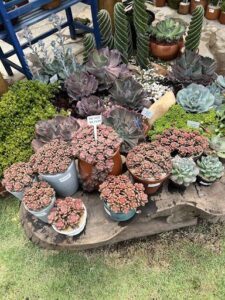 A variety of cacti are displayed in pots, with some of them having signs on them.
