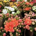 A variety of colorful flowers are displayed in bags, creating a vibrant and eye-catching display.