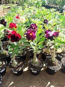 A variety of colorful flowers are displayed in pots, creating a vibrant and lively scene.