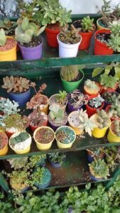 A variety of colorful potted plants are displayed on a shelf, showcasing a diverse collection of cacti and other plants.