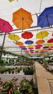A variety of colorful umbrellas hang from the ceiling of a greenhouse.