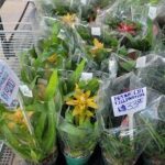 A variety of flowers are displayed in plastic bags, ready to be sold.