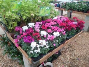A variety of flowers are displayed in pots, creating a colorful and vibrant scene.