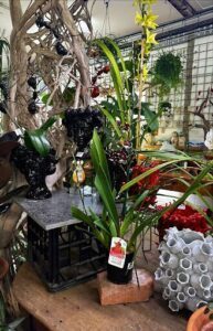 A variety of plants are displayed in a room, including a potted plant with a tag that says "Costa Rica."