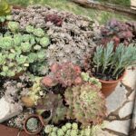 A variety of plants are displayed in pots, creating a beautiful garden scene.