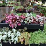 A variety of plants are displayed in pots, including red and green ones, creating a colorful and lively scene.