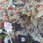 A variety of plants are displayed in pots, with one plant labeled "Begonita Kane" for $20.