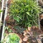 A variety of plants are growing in a garden, including a cactus and a potted plant.