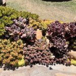 A variety of plants are growing in a garden, including a cactus and a succulent.