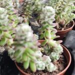 A variety of plants are growing in pots, including a plant with a purple flower.
