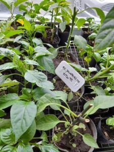 A variety of plants are growing in pots, with some of them labeled with their names.