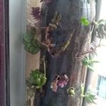 A variety of plants are growing on a pole, including a cactus.