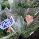 A variety of potted plants are displayed for sale, including a pink plant with a price tag of $3.83.
