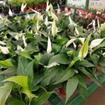 A variety of potted plants are displayed for sale, including white flowers and green plants.