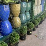 A variety of potted plants are displayed in a fenced area, including blue and yellow vases.