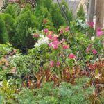 A variety of potted plants are displayed in a garden, including a mix of flowers and greenery.