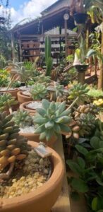 A variety of potted plants are displayed in a garden, including cacti and other plants.