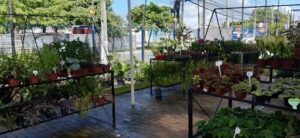 A variety of potted plants are displayed in a garden shop, including a large number of different flowers.