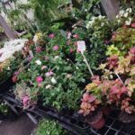 A variety of potted plants are displayed in a garden shop, including flowers and greenery.