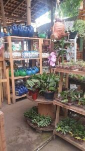 A variety of potted plants are displayed in a store, including a large potted plant with a purple flower.