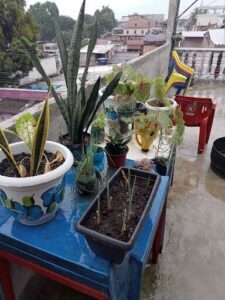 A variety of potted plants are displayed on a table, including a cactus and a plant with a blue flower.