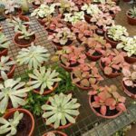 A variety of potted plants are displayed on a table, including red, green, and white plants.