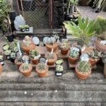 A variety of potted plants are displayed outside, including cacti and succulents.