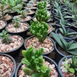A variety of potted plants, including cacti, are displayed in a garden setting.